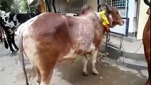 Gabtoli Cow Haat In Bangladesh 2015 Bakra Eid