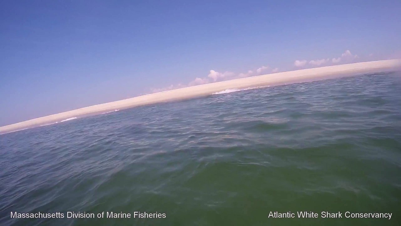 White Shark 0- Seal 1 - Cape Cod
