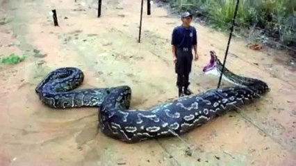 Les plus grands serpents du monde