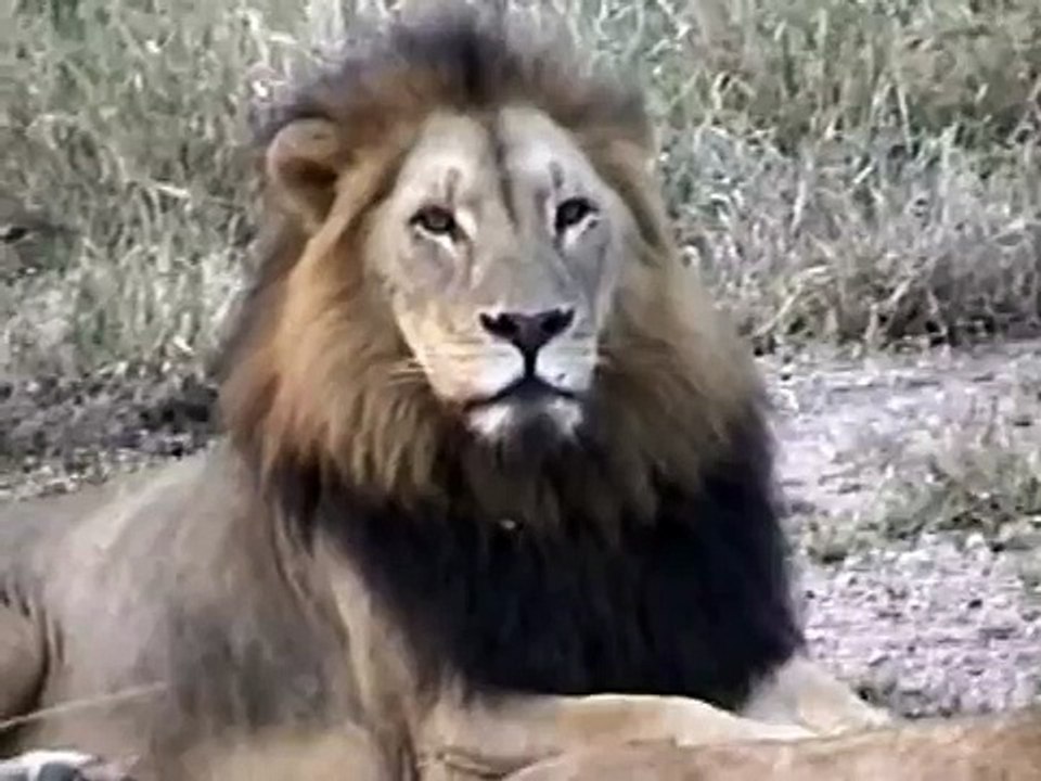 LION'S Sexual behaviour