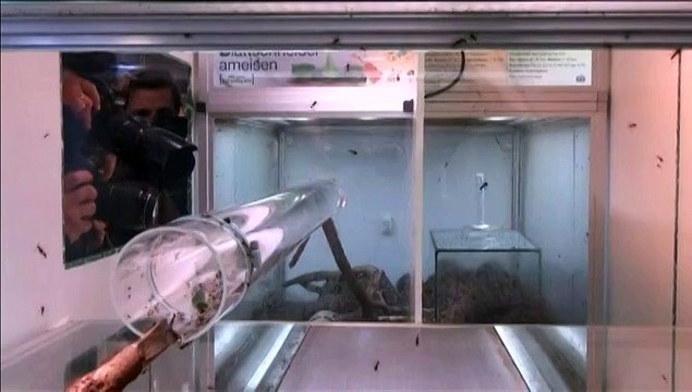 Zoo de Cologne : des milliers de fourmis manifestent contre la destruction de l'Amazonie