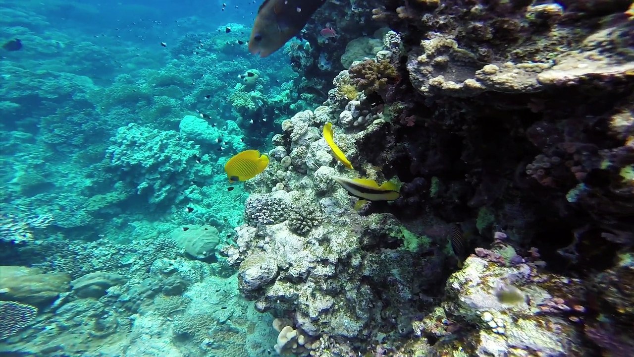 Egypt - enter into a fascinating underwater world