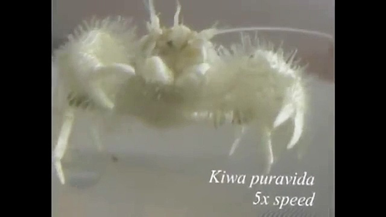 Yeti Crab Footage - Just Discovered!
