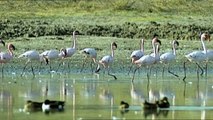 Flamingos | Nature Planet Doc Full Documentaries HD