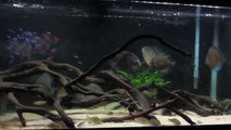 Tank update: With new additions of lots of tetras