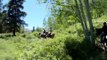 Tennessee Walking Horses on the trail in Crested Butte, Colorado
