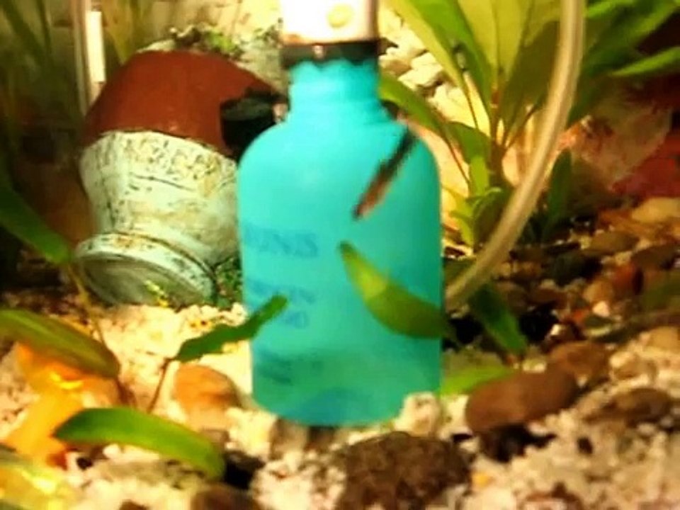 USISIVAC PODLOGE AKVARIJUMA - Uradi sam