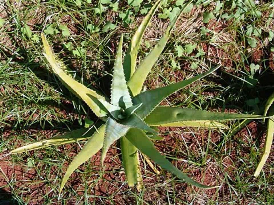 Aloe Vera