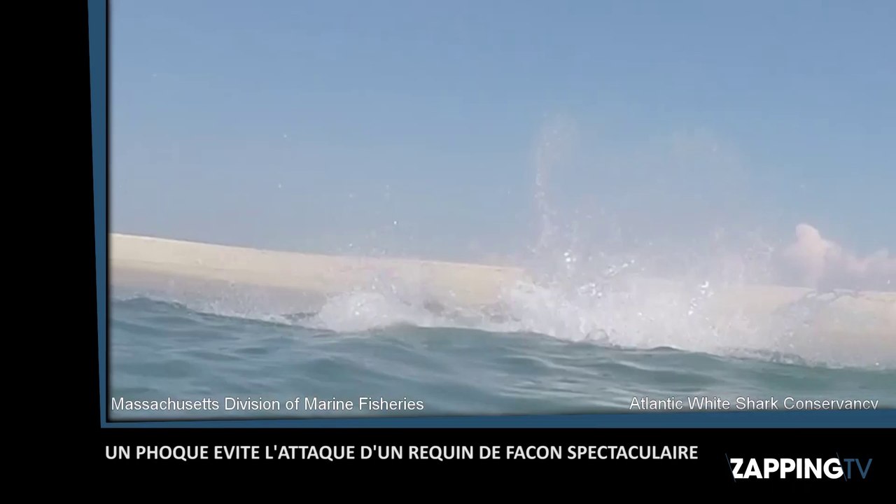 Un phoque évite l’attaque d’un énorme requin blanc de façon spectaculaire