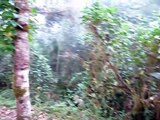 Голоса джунглей  Bellavista Cloud Forest Reserve  ECUADOR