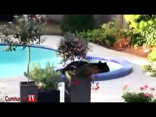 Ayının havuz keyfi