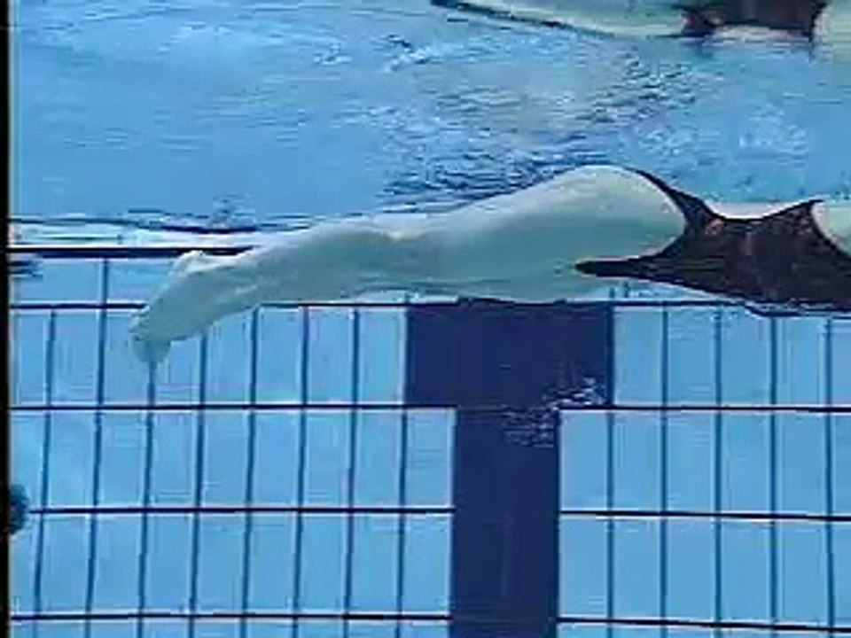 [游泳教學] 蛙式踢腳的收與踢動作