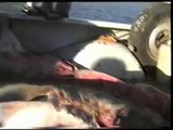 Pesca de tiburones en Bahía San Blas