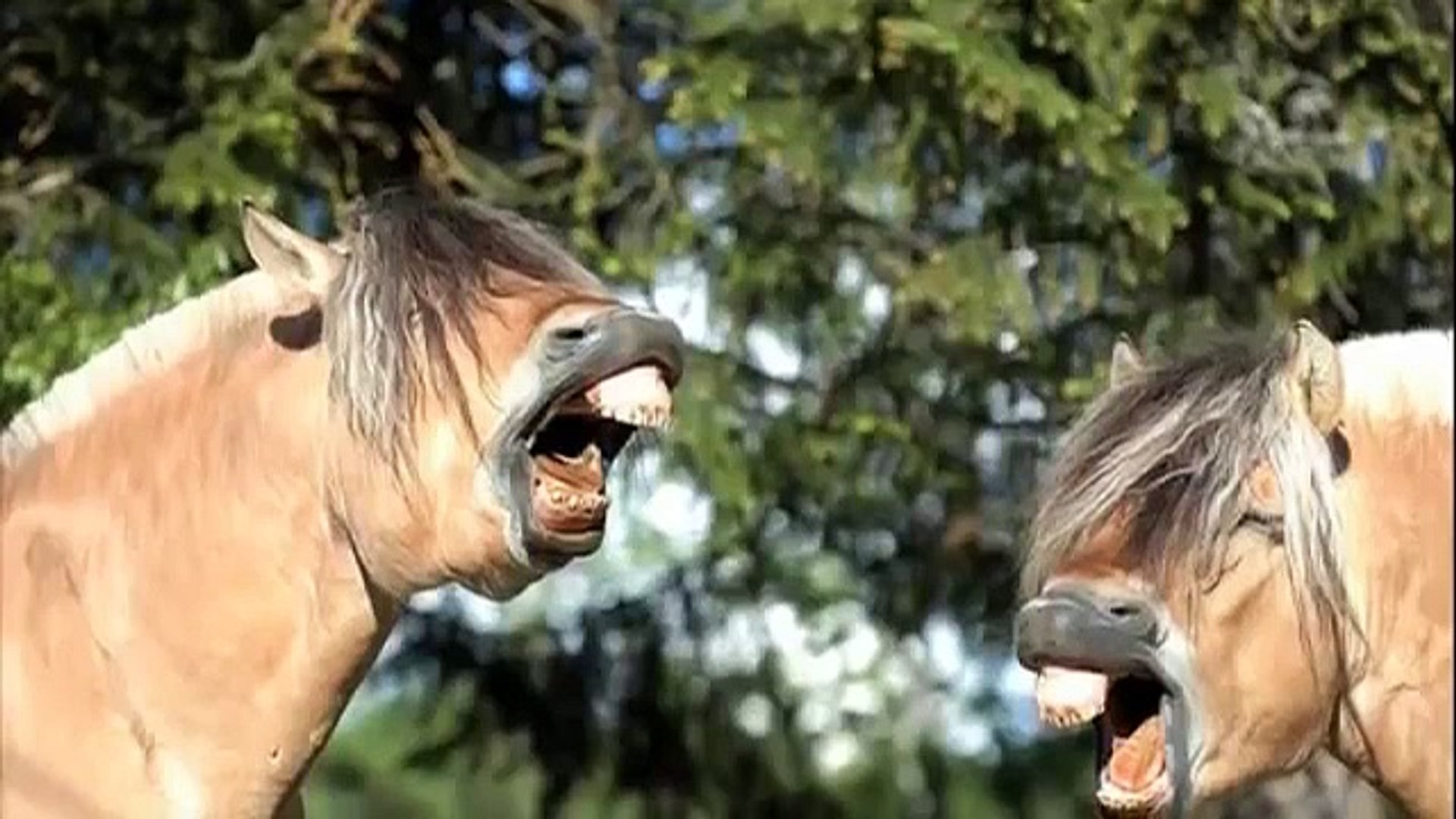 ⁣Funny horses!!!