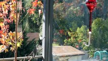 Yellow-Rumped Warbler feeding at BINQBINQ Model 01 hummingbird feeder