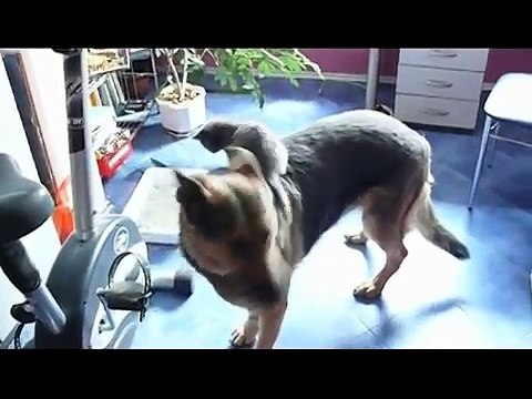 The young Lady Mary is riding a german shepherd dog named Miriam