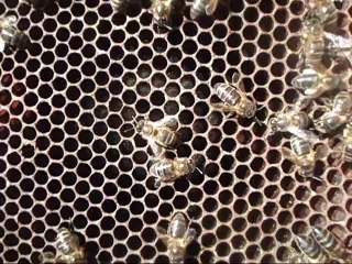 Couvain d'abeilles. محضن نحل