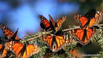 Monarch Butterfly Numbers Decline Further