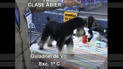 Expo Canina Bilbao 2010. SCHNAUZER MINIATURA NEGRO Y PLATA