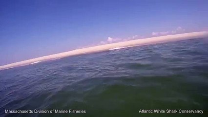 Vea cómo esta foca se salva de ser comida por un tiburón