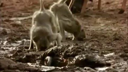 OMG!!! How Baboon rescued from the Jaws of Crocodile