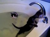 Kittens Taking A Bath (MUST SEE, EXTREMELY CUTE!!!)