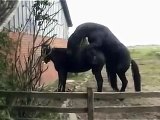 Animal mate Horse mate Donkey mate funny video~1