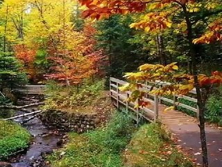 NEW NEW  Autumn Leaves  by Aiden Andrews