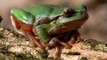 European tree frog. Phenomenal leap. Квакша. Hyla arborea