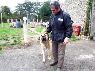 Georges AGN, Berger d'Anatolie, Kangal, Aslanda Goutte noir (AGN)