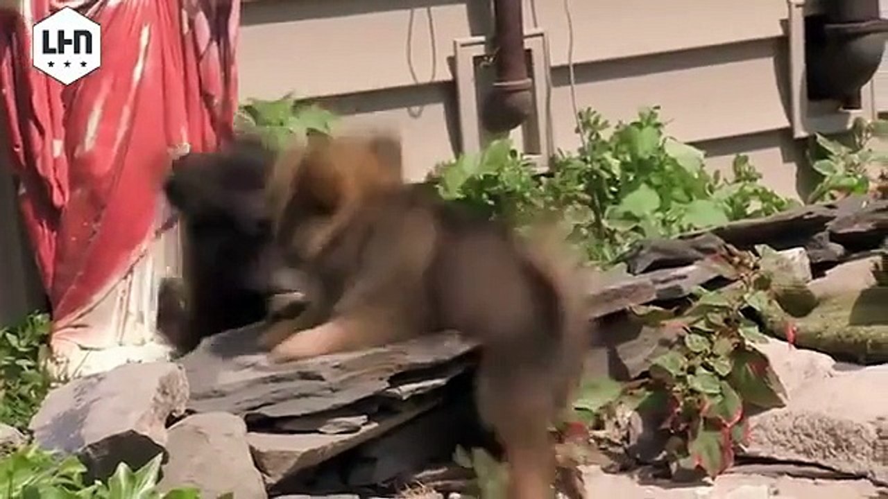 Funny Dogs - Funny Animals - Funny Prank 2015 - Funny Videos Compilation 2015