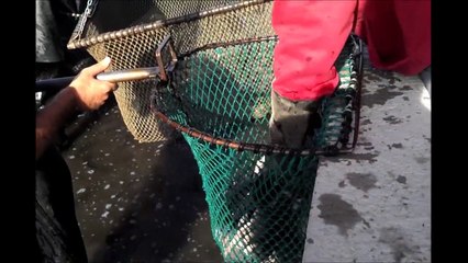 Aquaculture, Fish Farm Compilation