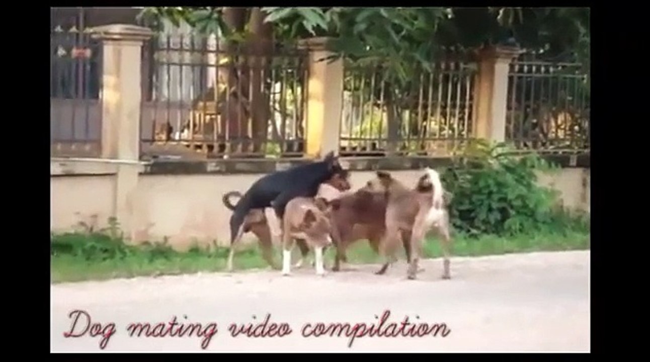 Funny Animals  Dog funny compilation HD