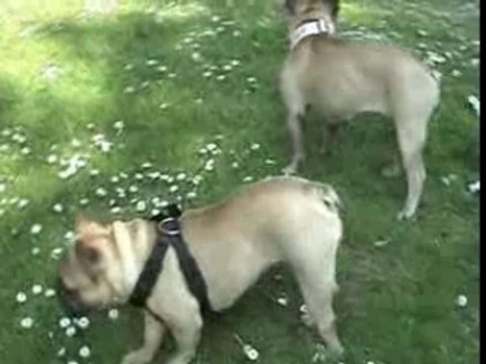 Bouledo Paris 070414 - Yuna & pigeons