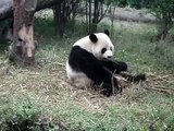 The giant panda eating bamboos 大熊貓吃竹子  笹を食べるパンダ