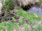 A Brief Visit to Howard Creek at the Itasca State Park