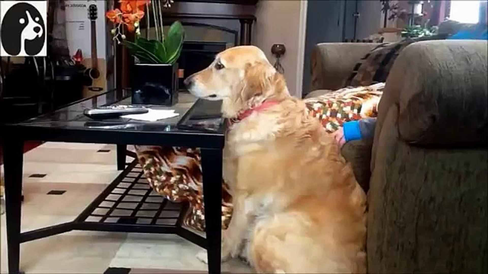 犬猫おもしろ お風呂 水浴びを嫌がる犬や猫たちの動画集 おもしろ可愛い犬と猫 Video Dailymotion
