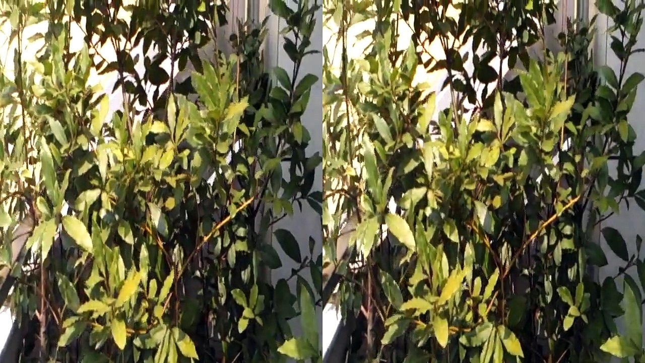 HTC Evo 3d vs Lg Optimus 3D Demo video 3d da LG. Teleonino.net