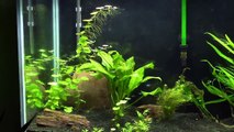 150 Gallon Planted Aquarium Pressurized CO2