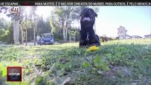 Cães perigosos têm de ser treinados