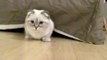 I are cute kitten too (Scottish Fold Kitten)