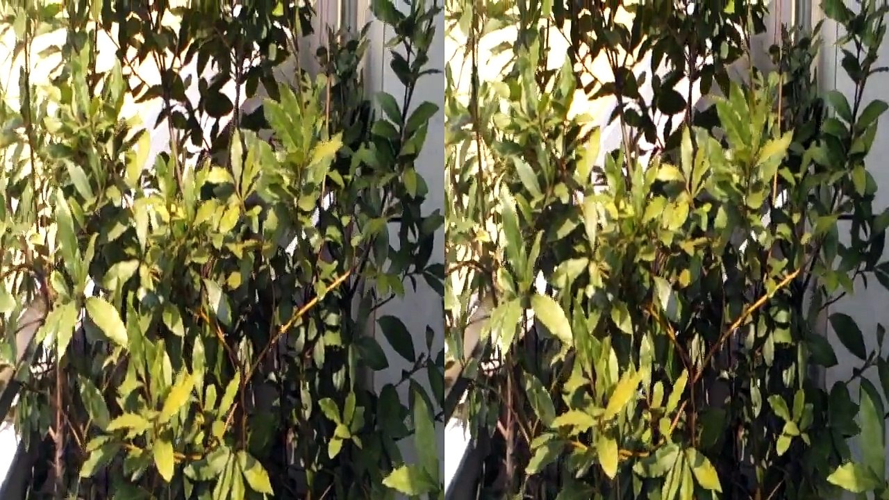 HTC Evo 3d vs Lg Optimus 3D Demo video 3d da LG. Teleonino.net
