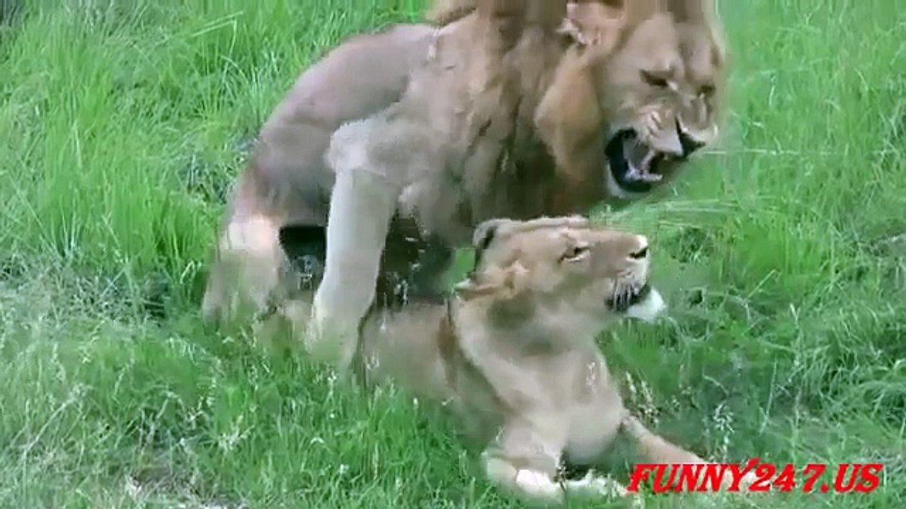 Lion Giving Birth In Feral
