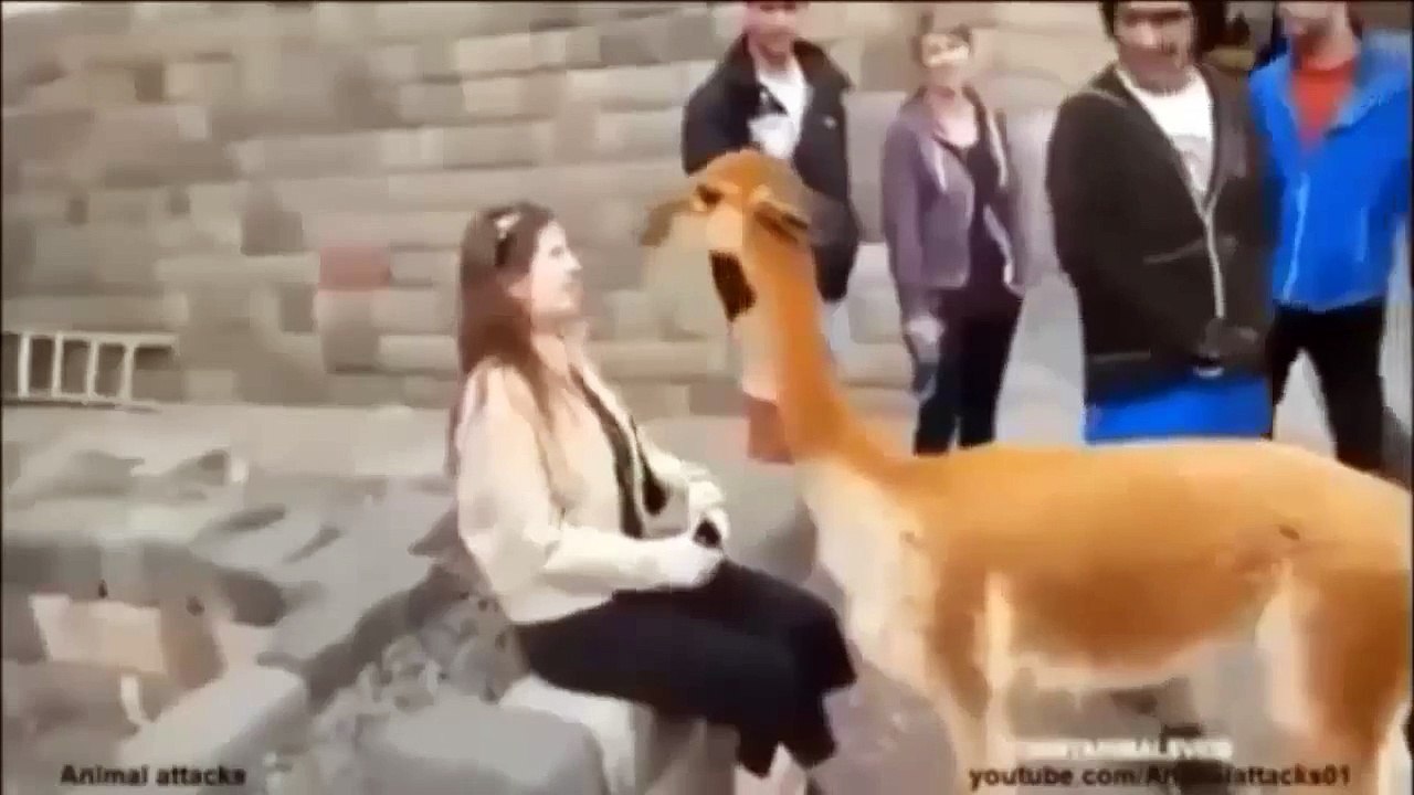 When Animal Attack Human Best Of HD