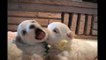 Süße Malteser Hundewelpen (4-5 Wochen alt) | Malteser Hundemama (Teil 5) ◉◉◉