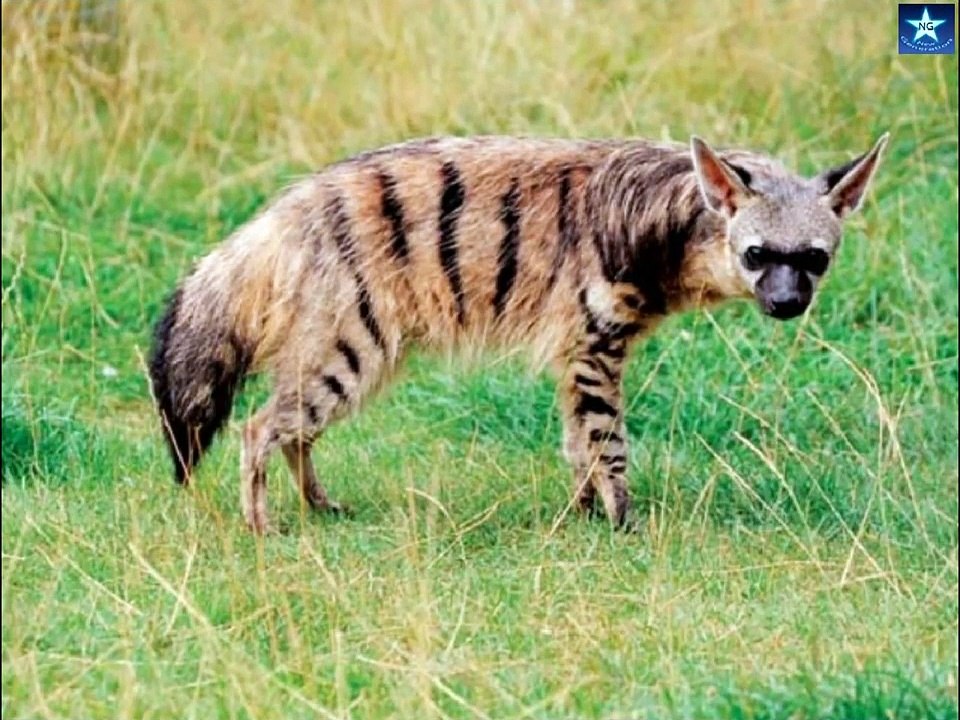 The Aardwolf - An Amazing Beautiful Hyena - Animal Planet - Nature Documentary HD