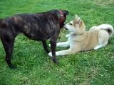 Japanese akita and Staffordshire bull terrier