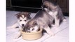 Cutest Alaskan Malamute Puppies - Dog Animal Vines