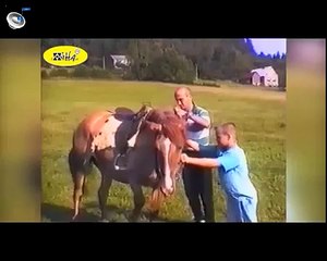 Funny Animal Videos   Funny Horse Bloopers   Best Fails of April 2015, Funny, Funny