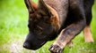 German Shepherd Puppies - Best Dogs Animal Videos